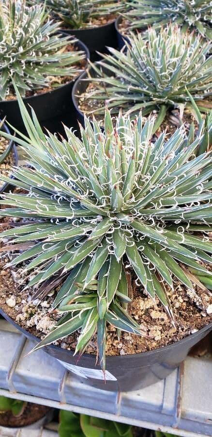 Kleinblütige Agave 5