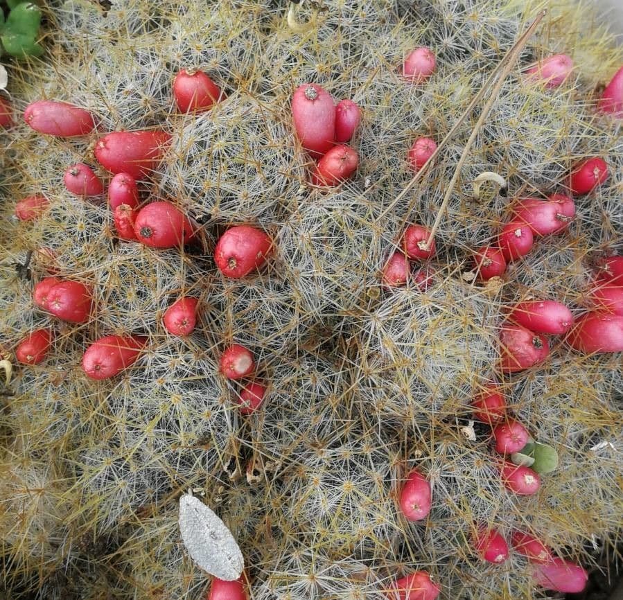 Cactus proliferante 3