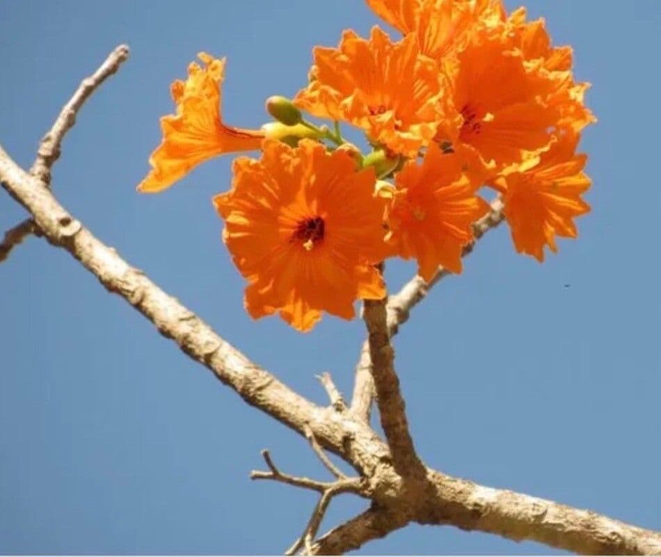 Cordia dodecandra 5