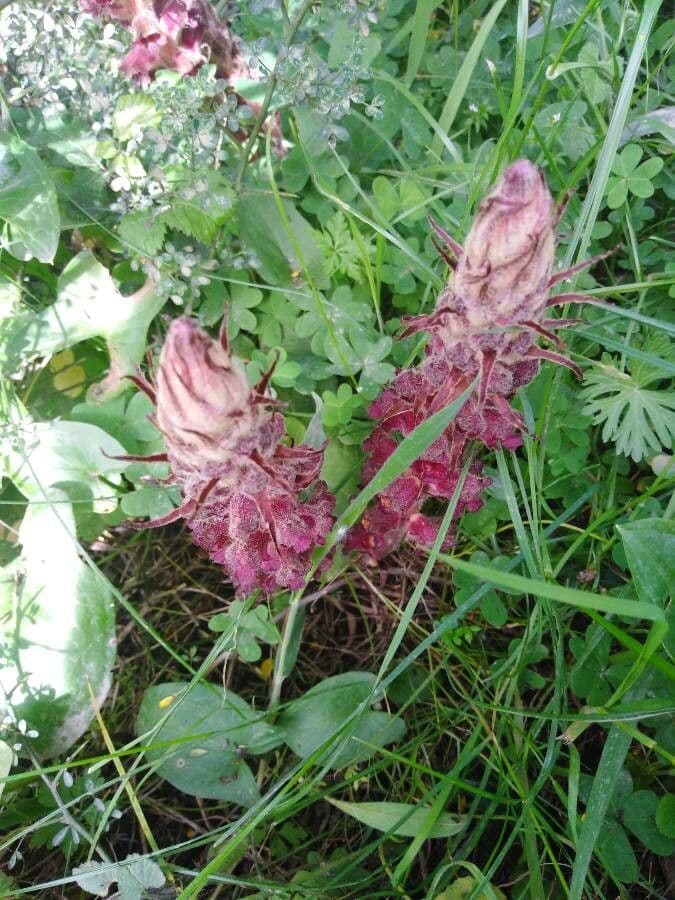 Orobanche sanguigna 13