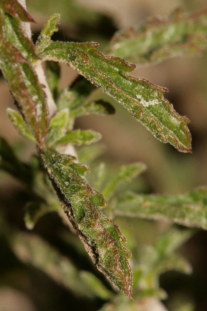 Sideritis 18