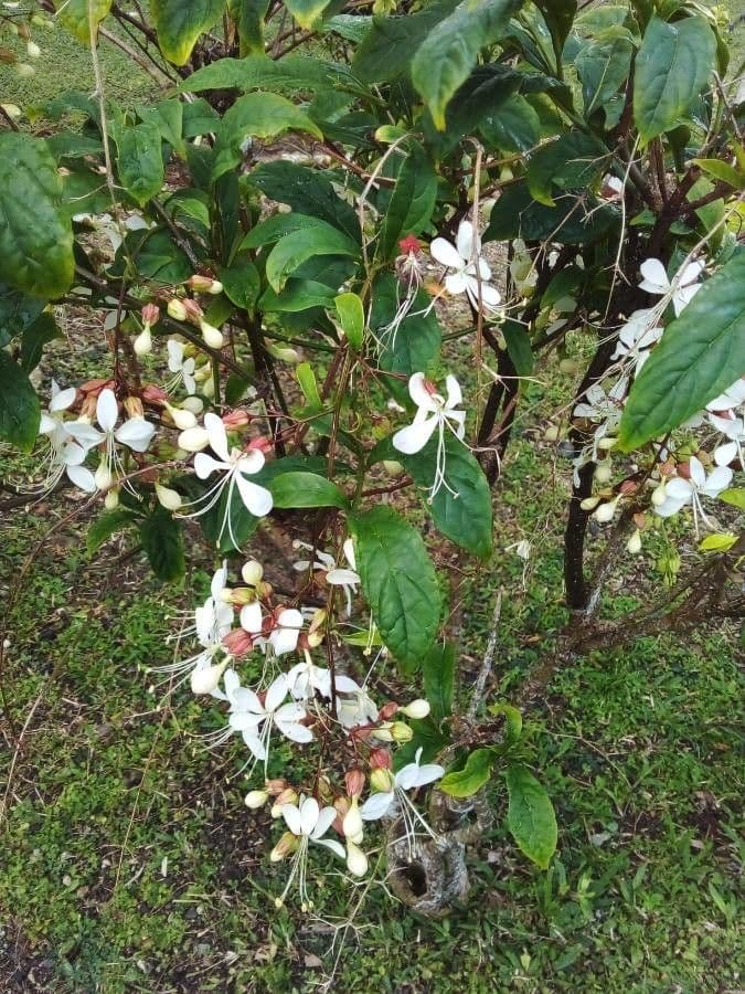 Clerodendrum indicum 15