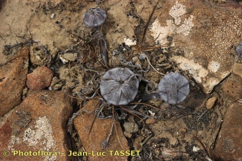 Jericho-Rose 2