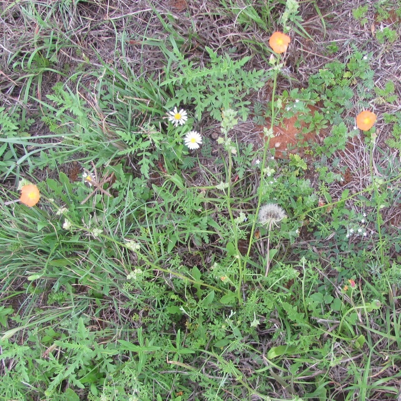 Sphaeralcea 2