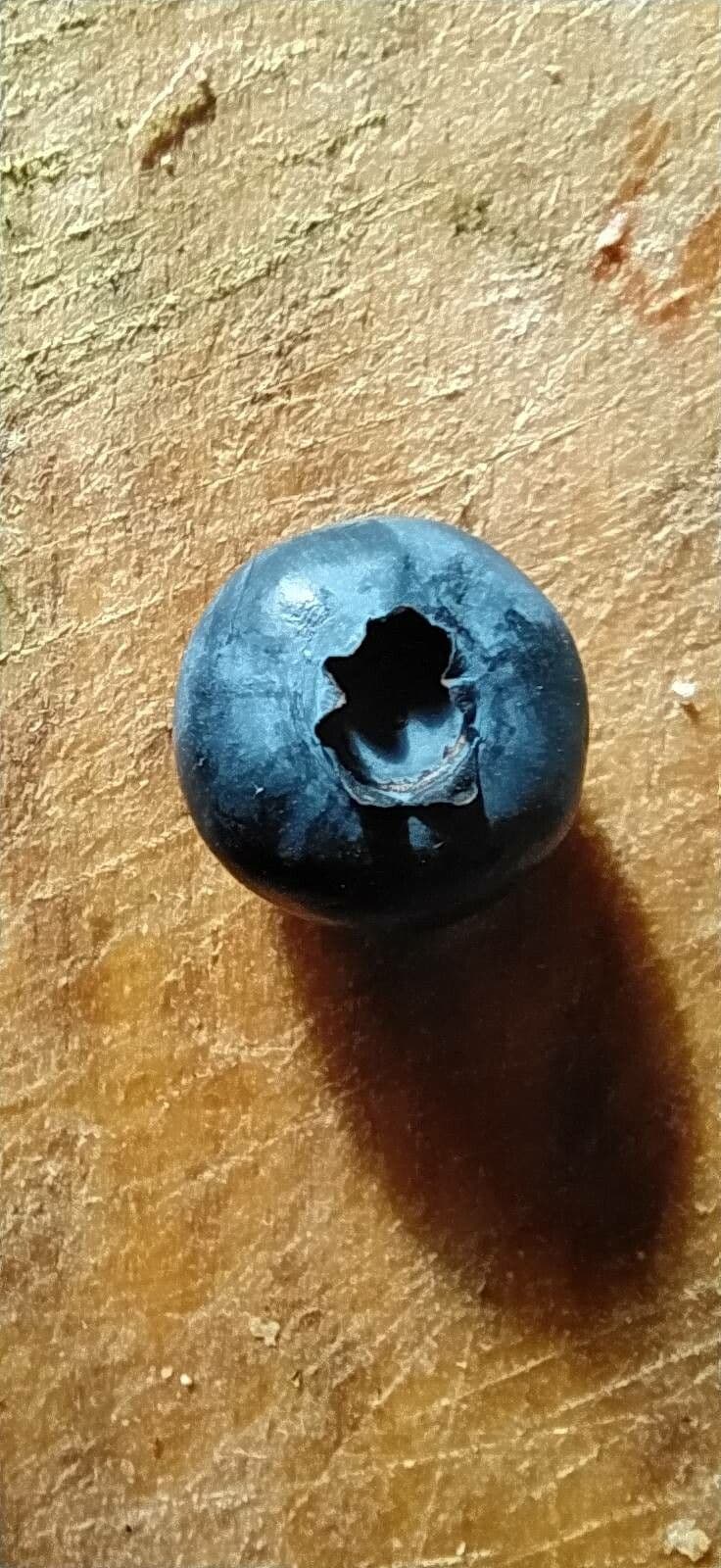 Südliche Blaubeere