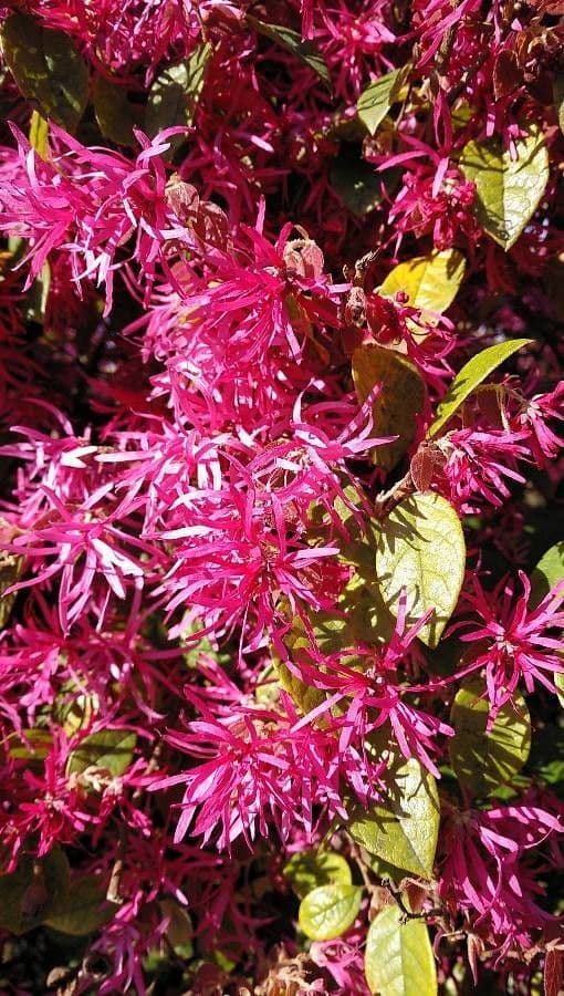 Loropetalum cinese 26