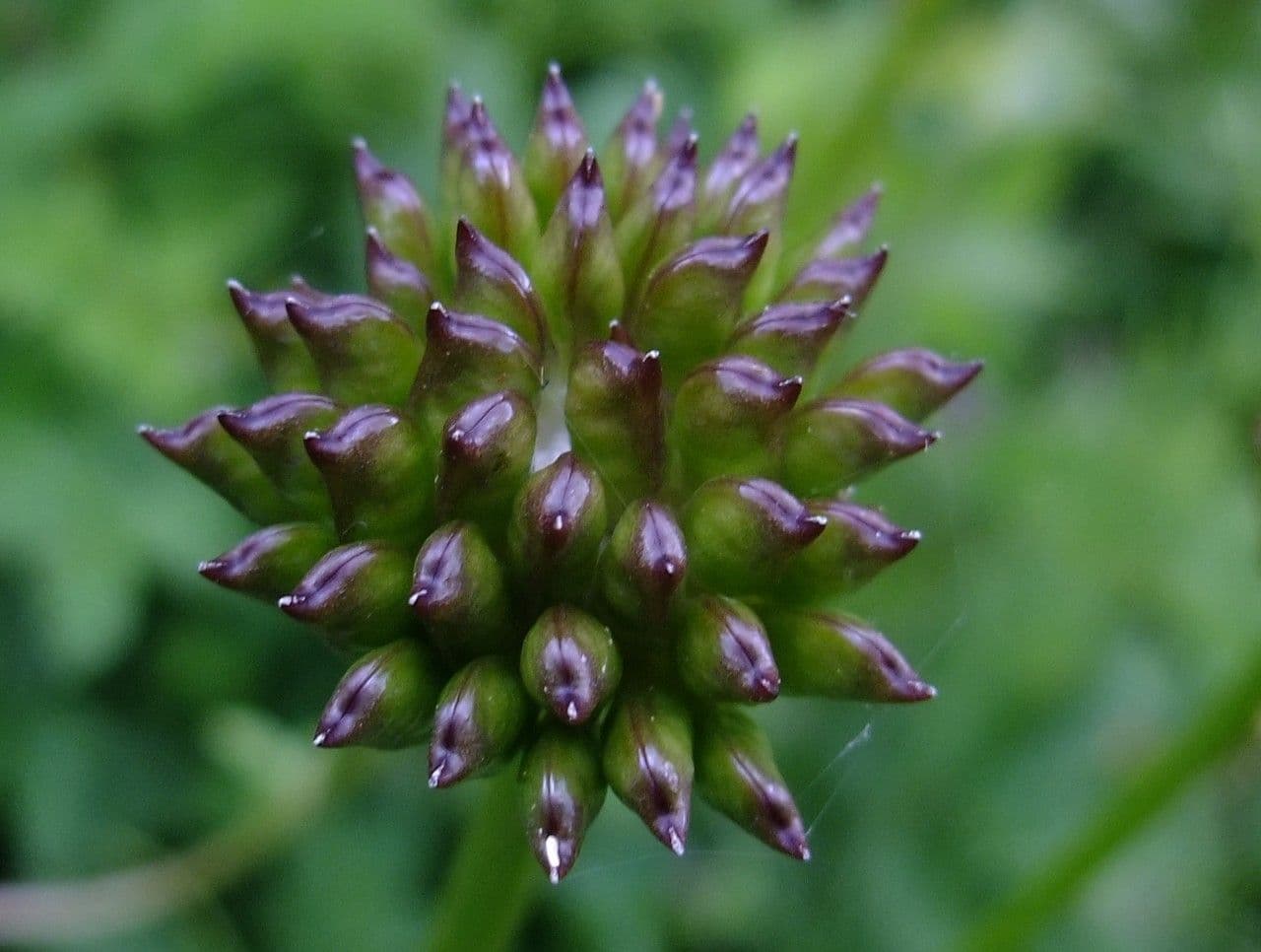 Botton d'oro 4