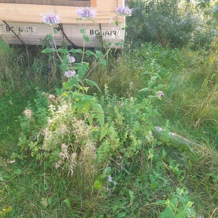 Monarda 15
