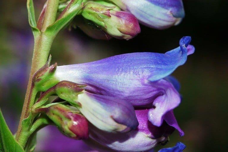 Penstemon 4