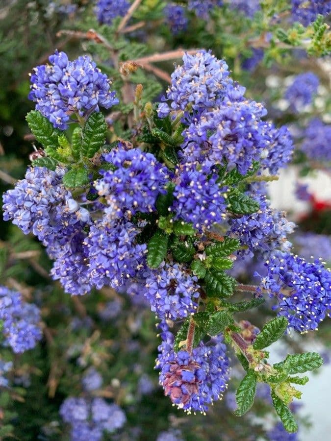 Ceanothus 20