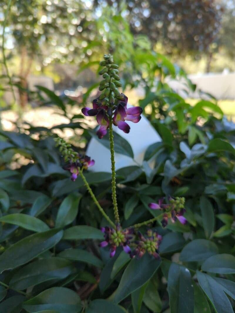 Wisteriopsis 3