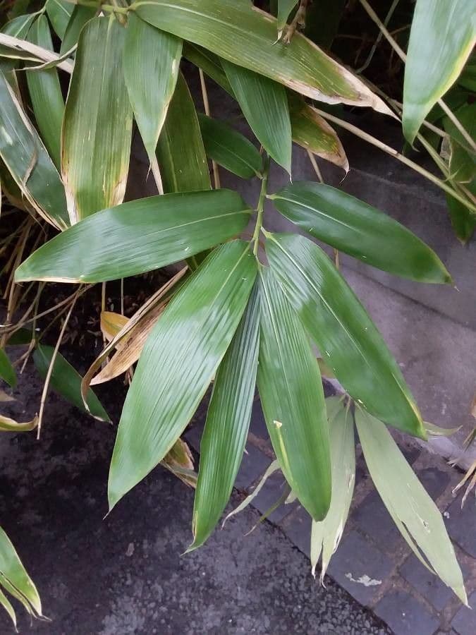 Bambù palmata 8