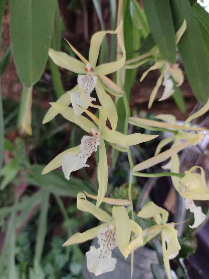 Miltonia 3
