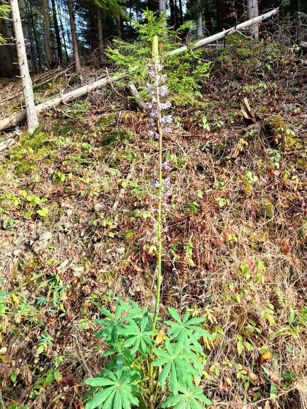 Stauden-Lupine 10