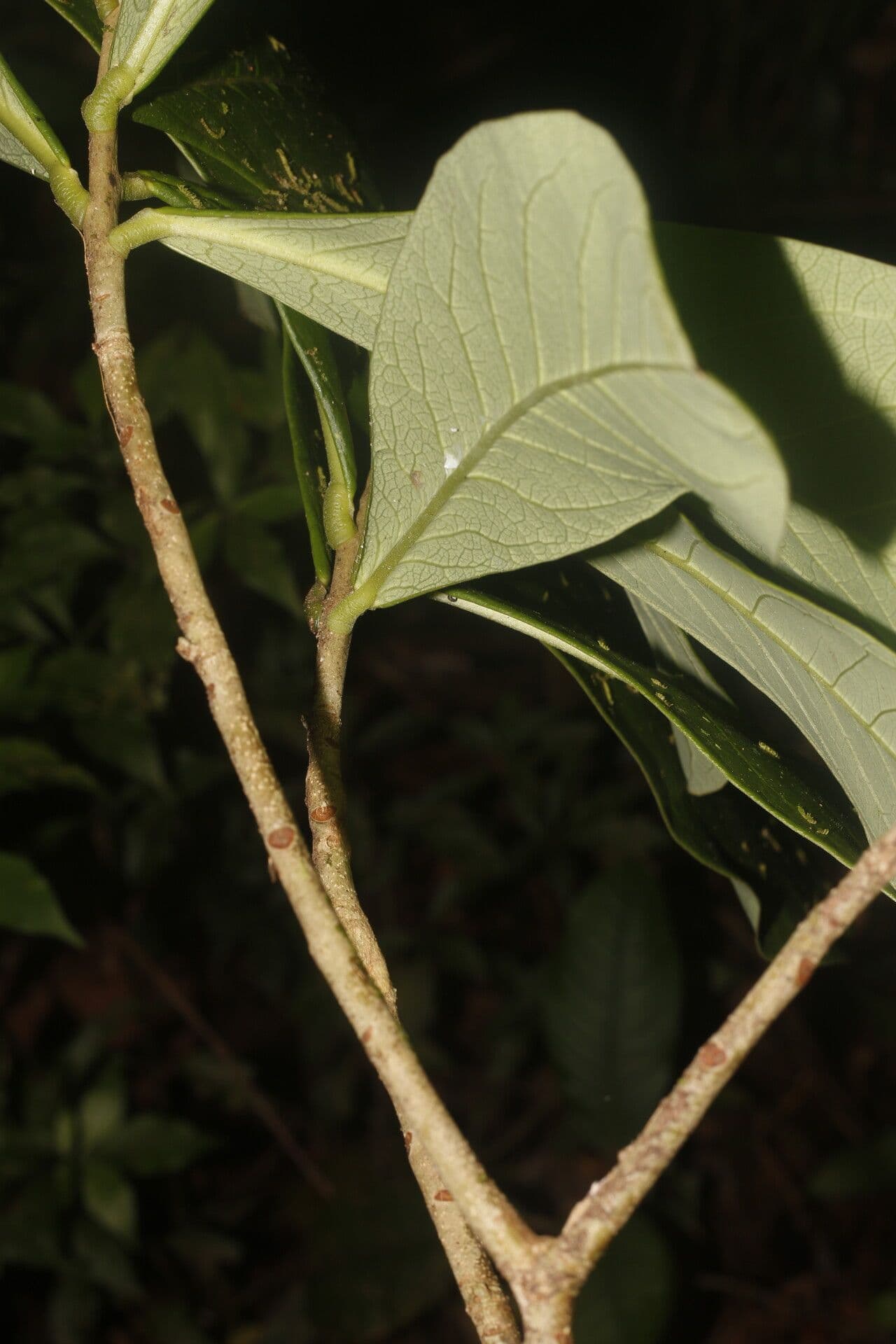 Daphnopsis 6