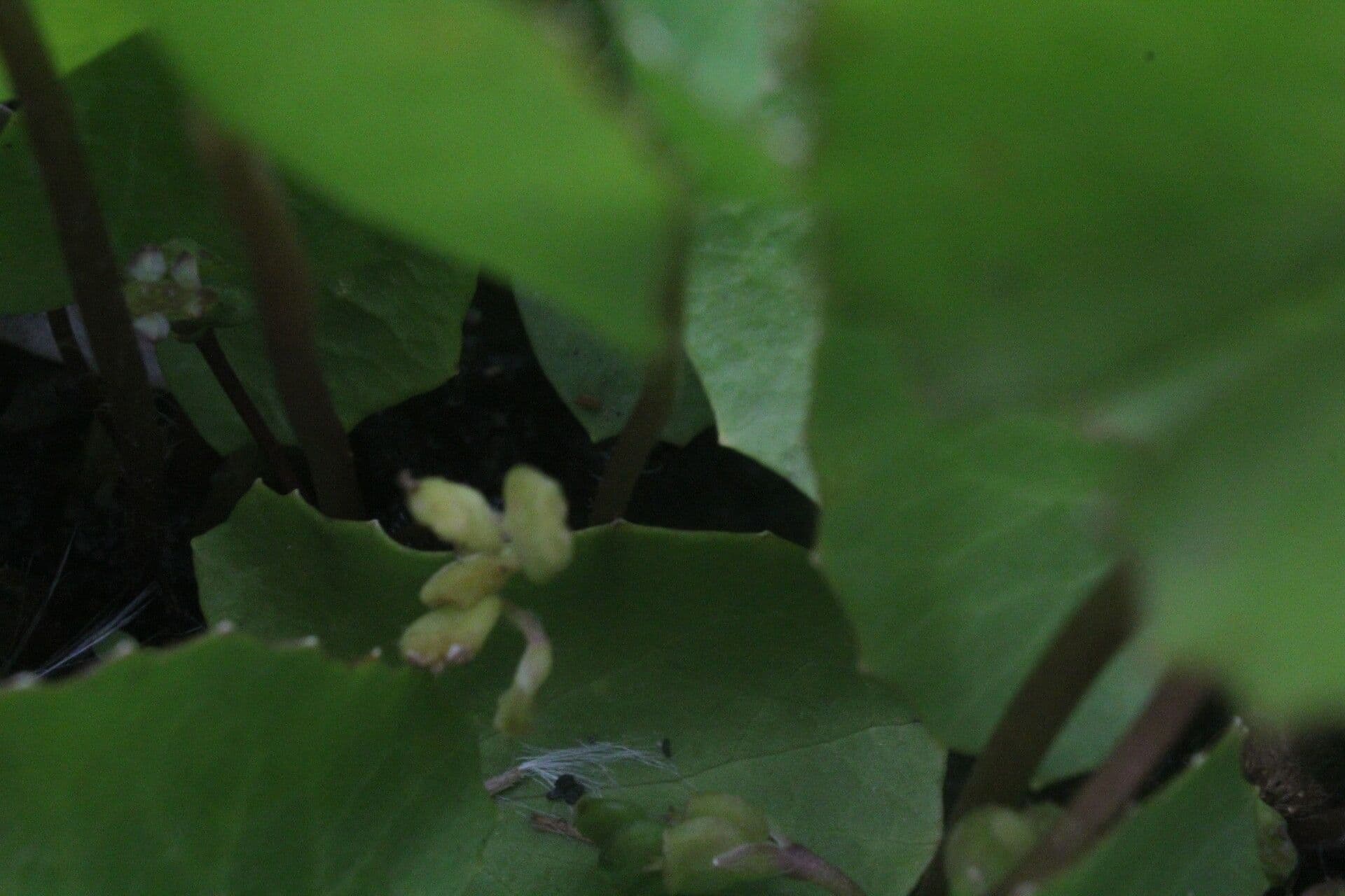 Centella erecta 10