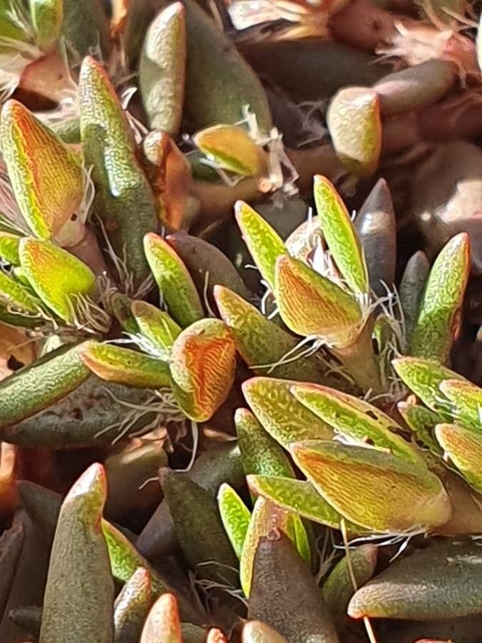 Portulaca foliosa