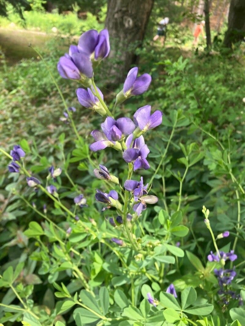Baptisia 8