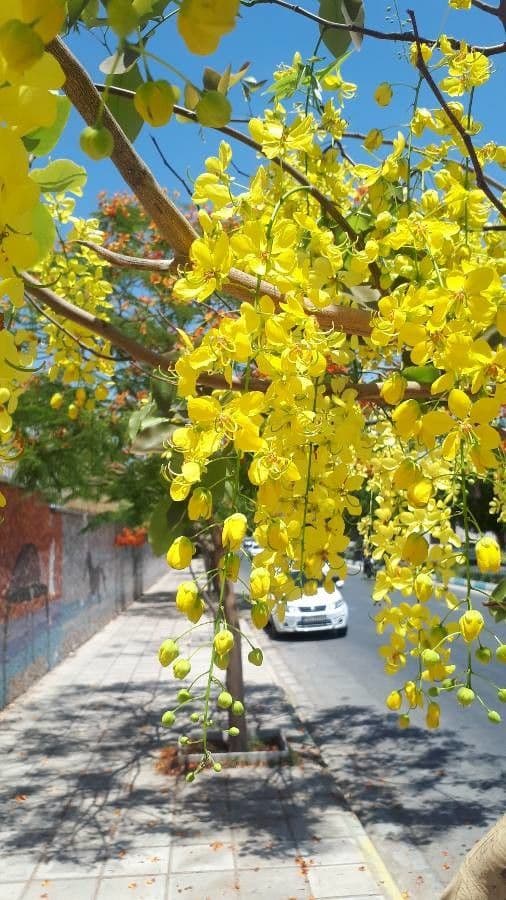 Cassia 8