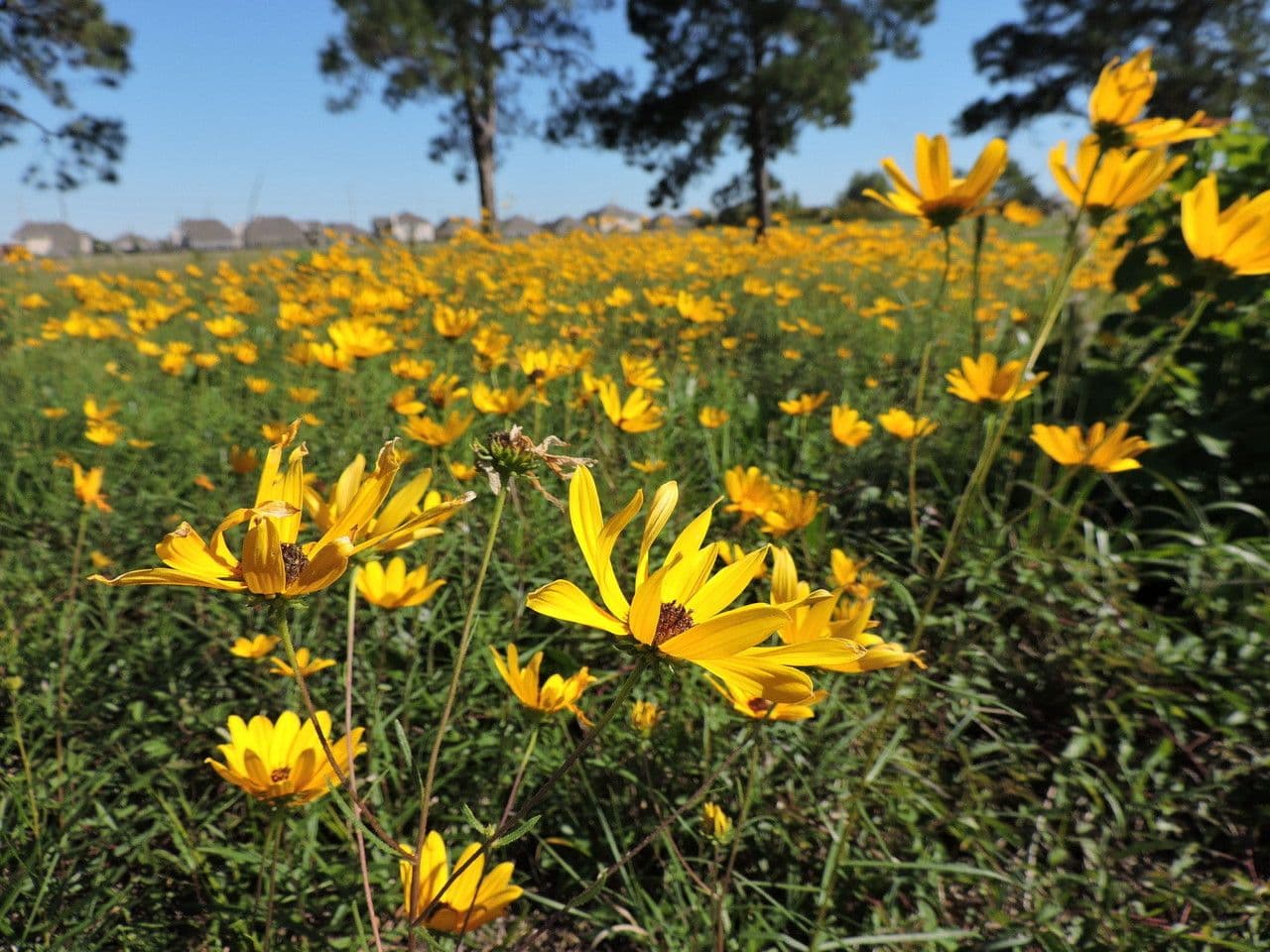 Schmalblättrige Sonnenblume 7