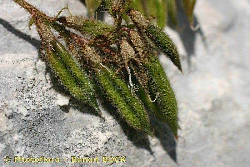 Oxitropis 2