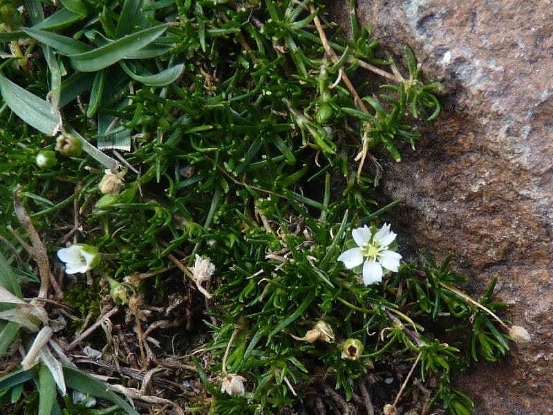 Minuartia 7