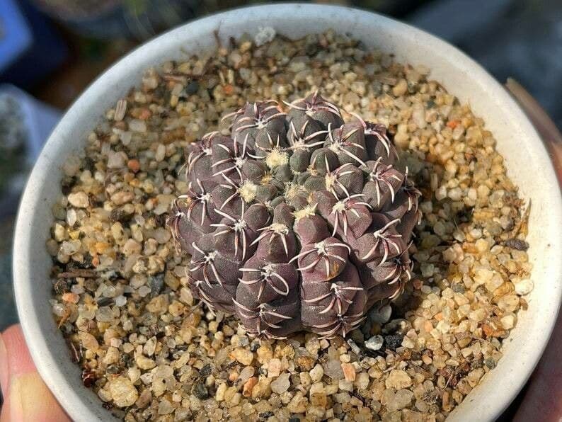 Cactus a palla 6