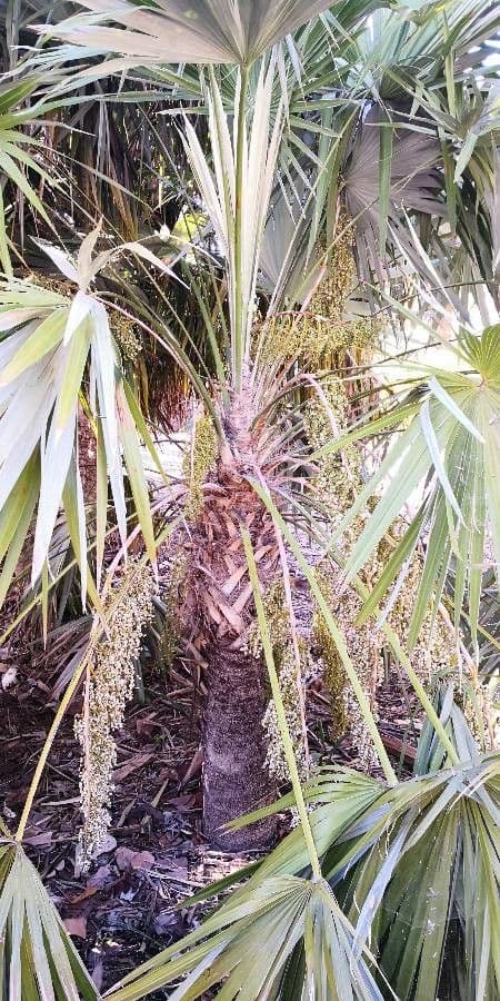 Thrinax 5