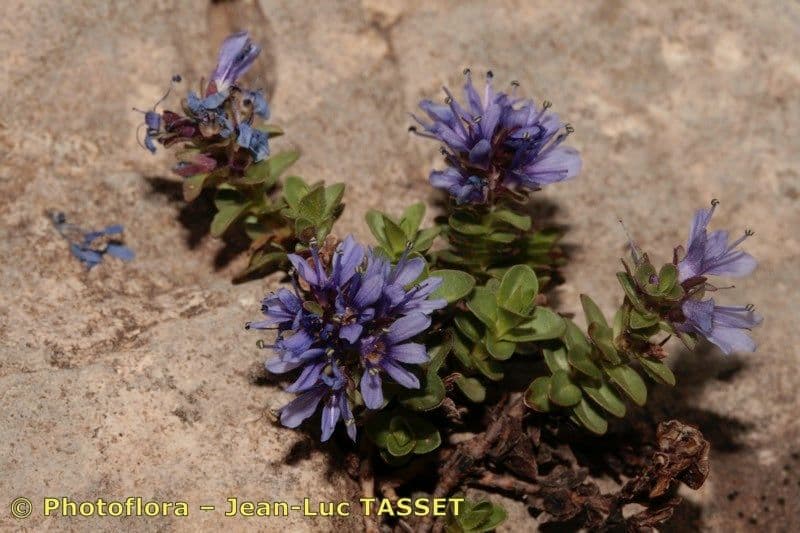 Veronica pirenaica 13