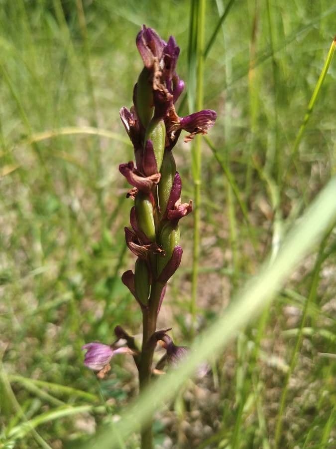 Orchide minore 4