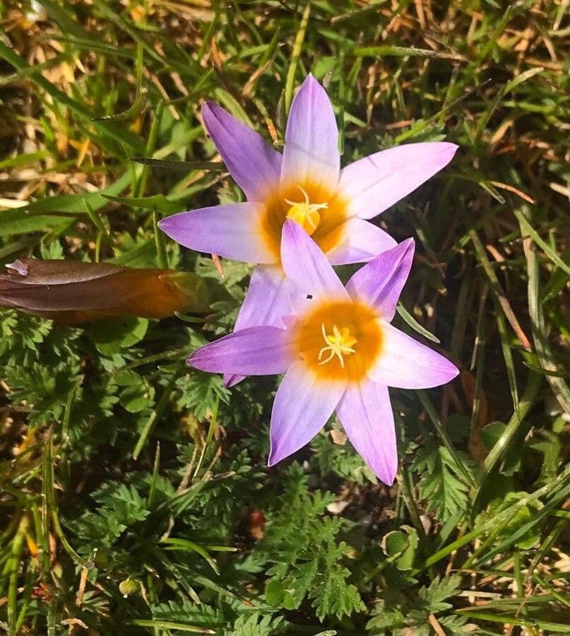 Romulea 2