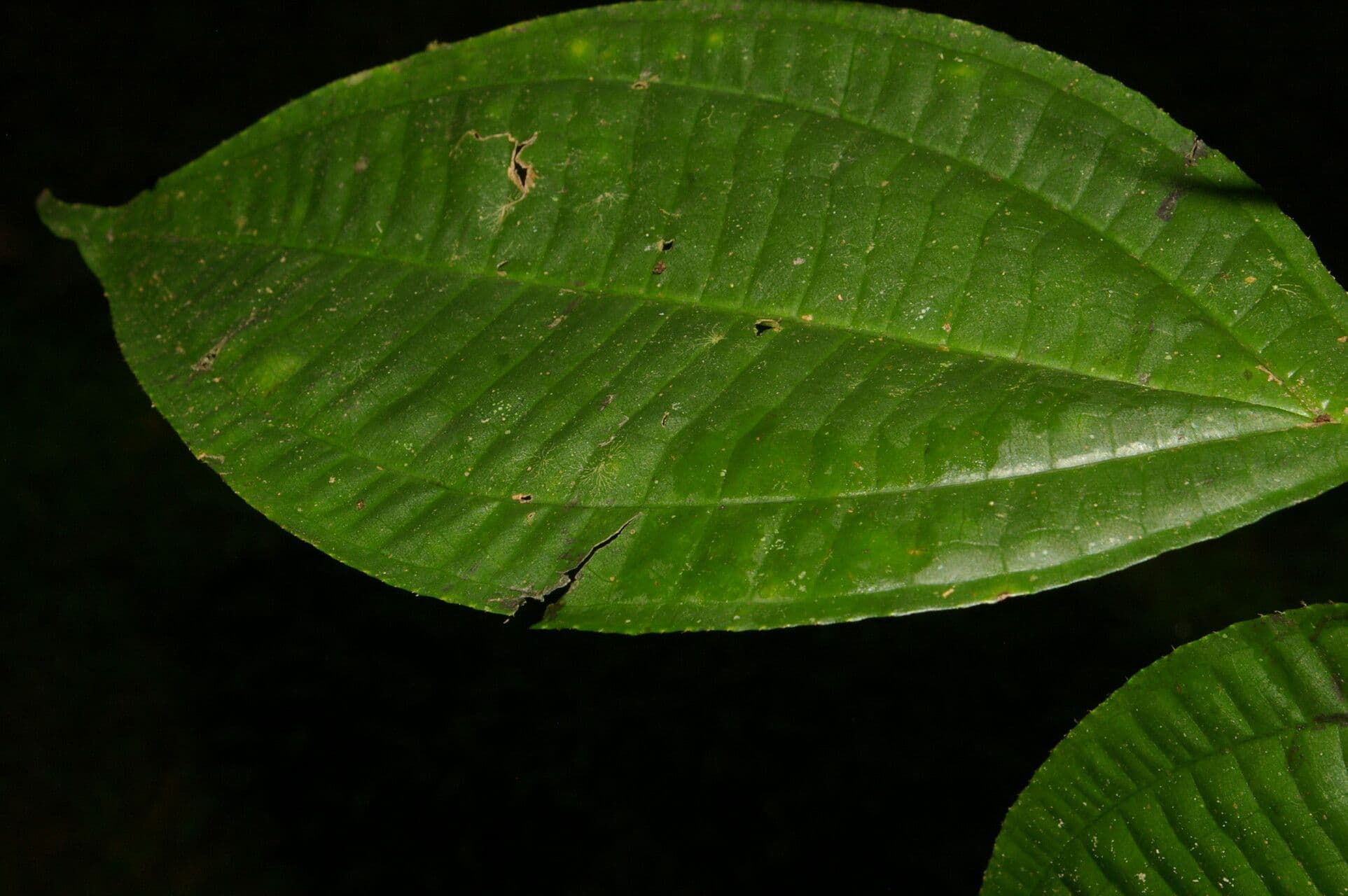 Miconia 14
