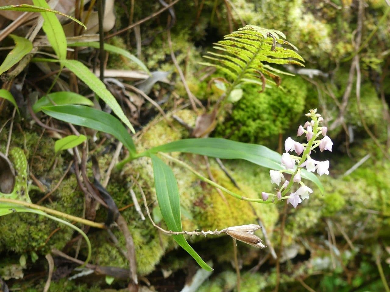 Große Gelbähren-Orchidee 8