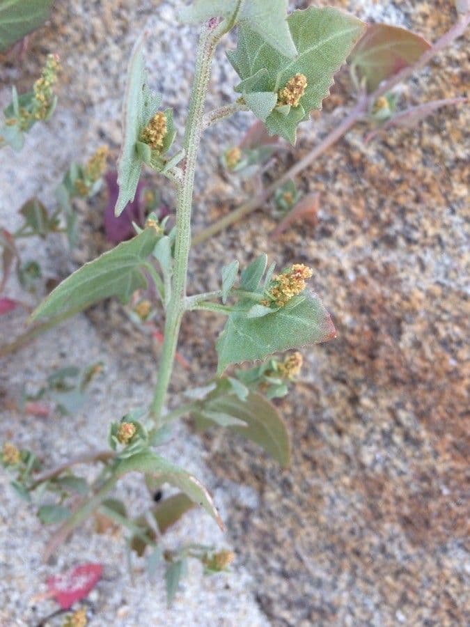 Atriplex glabriuscula 7