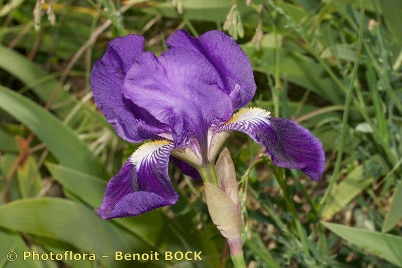 Iris de Perrier 6