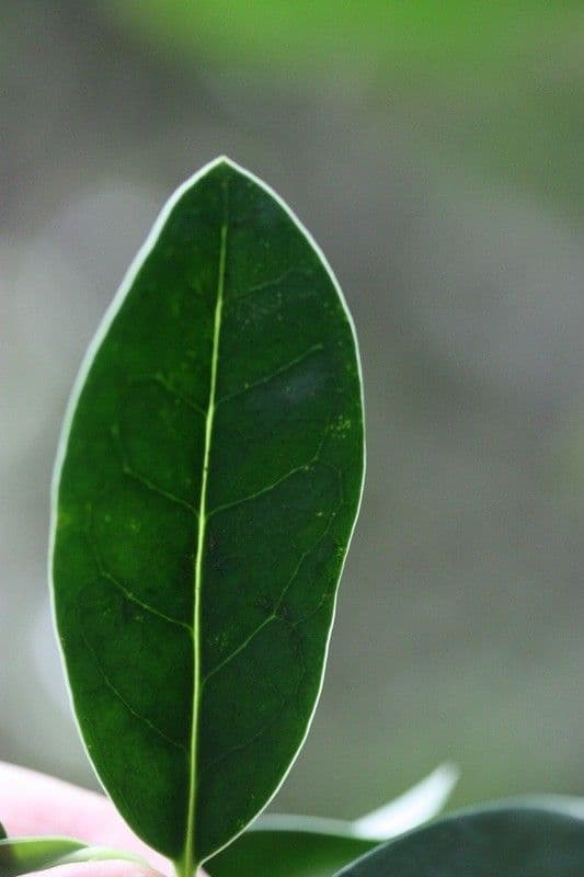 Psychotria 6