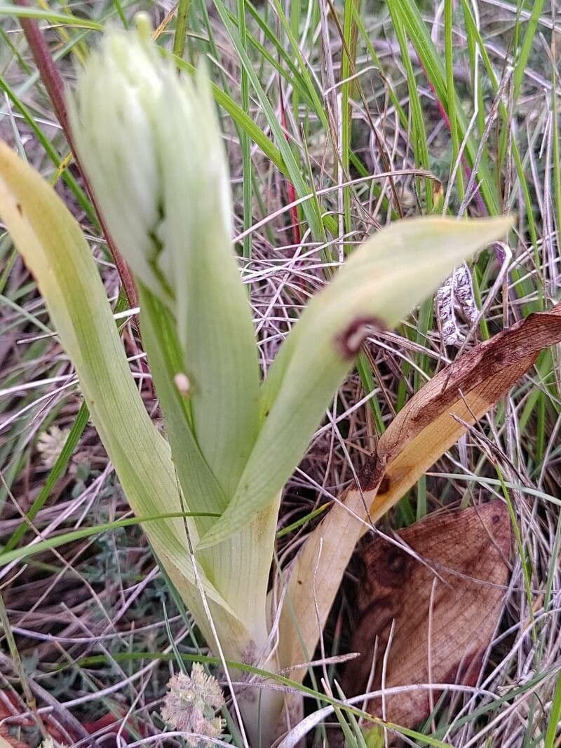 Orchide cimicina 17