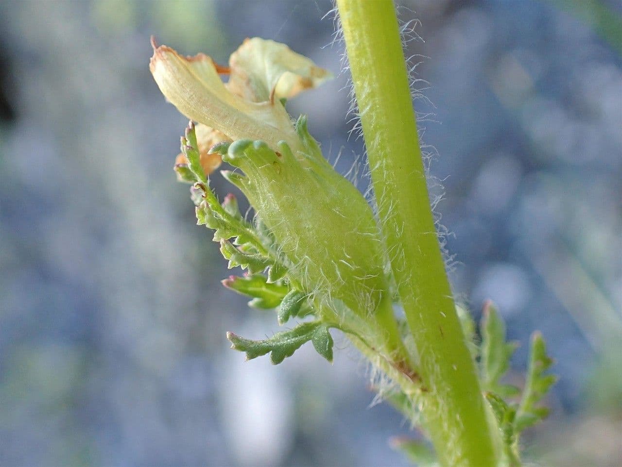 Pedicularis tuberosa 21