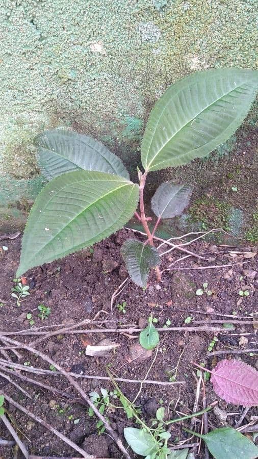 Miconia elata 11