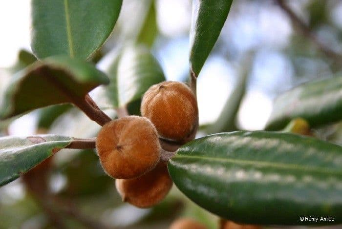 Austrobuxus 2