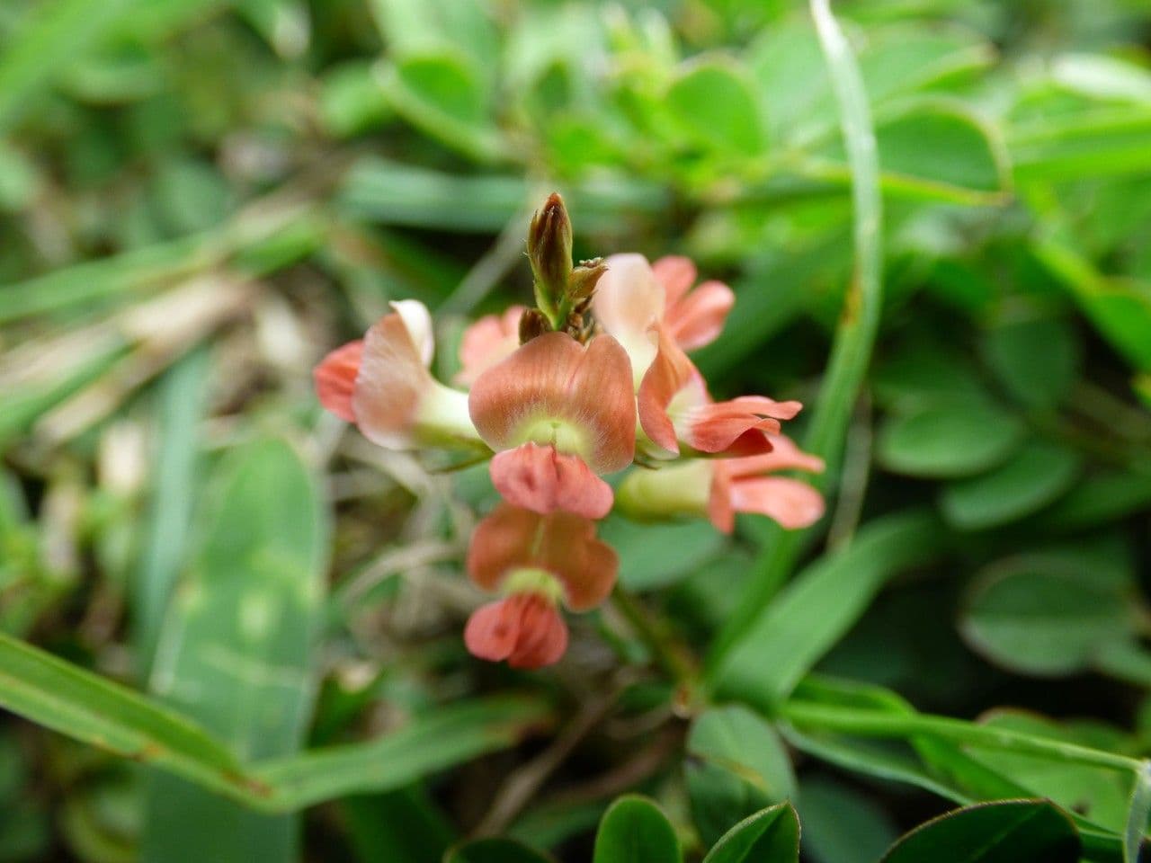 Indigofera hendecaphylla 5