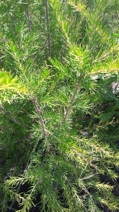 Grevillea ginepro 9