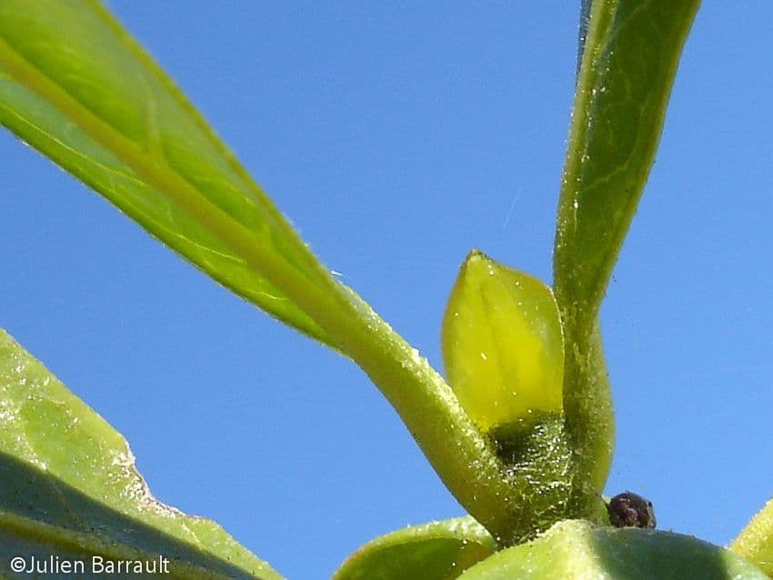 Gardenia 23