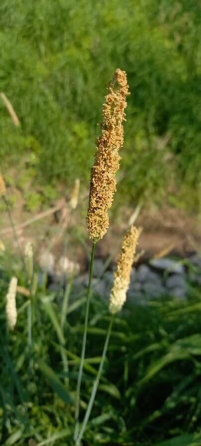 Codolina 9
