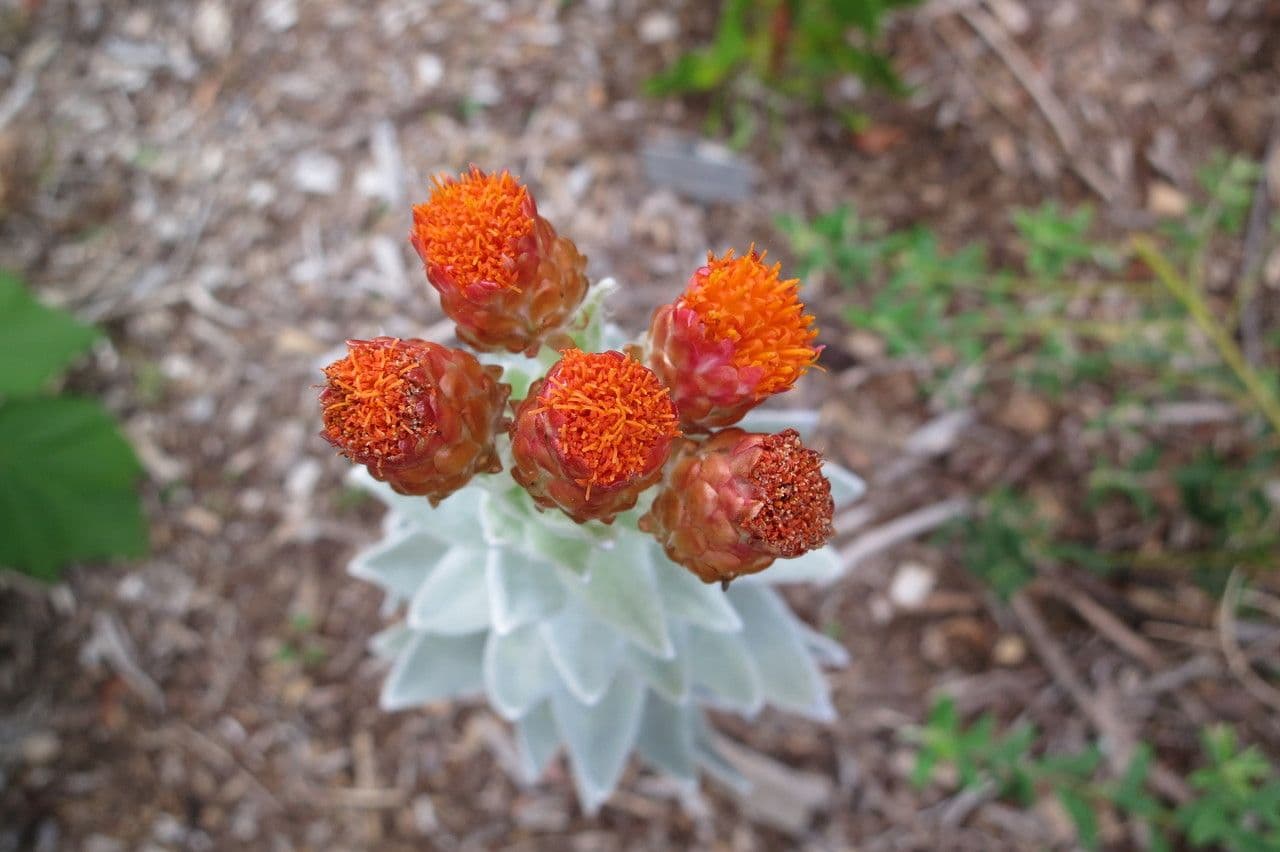 Syncarpha 3