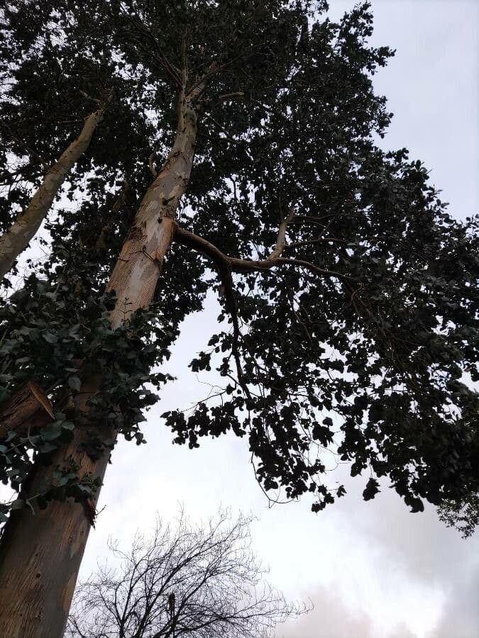 Eukalyptus