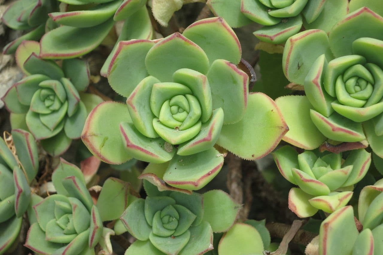 Aeonium 16