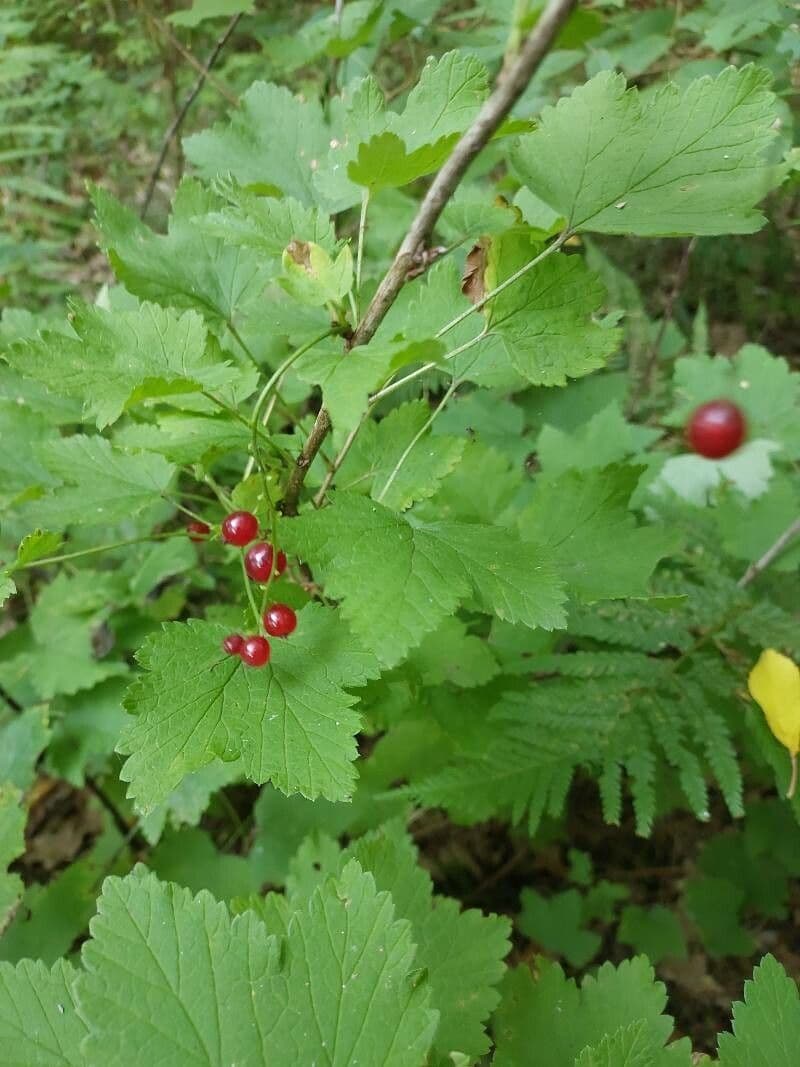 Ribes rosso