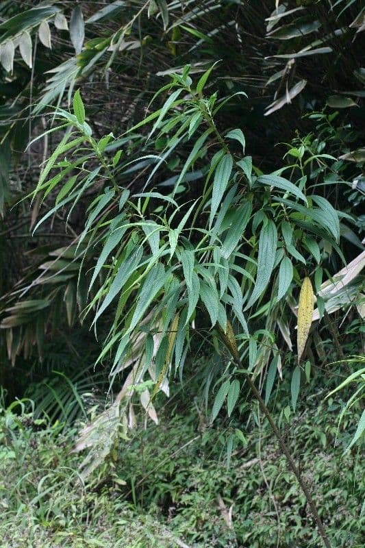 Ortica falsa pendula 12