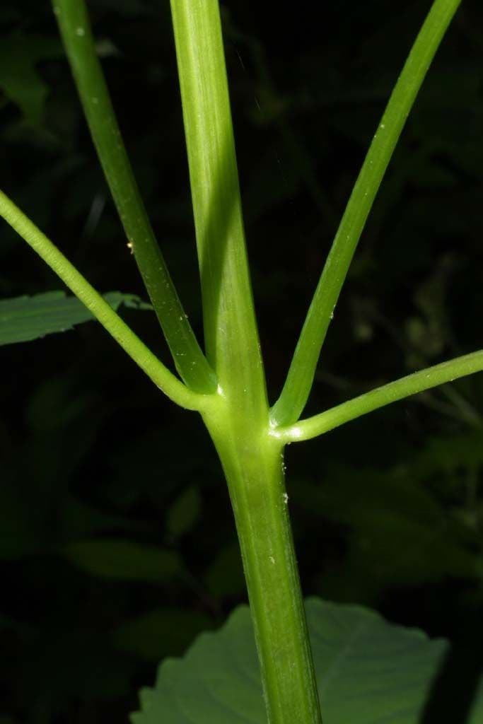 Impatiens pallida 23